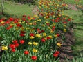 Colorful tulip flowers Royalty Free Stock Photo