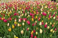 Colorful Tulip Royalty Free Stock Photo