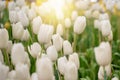 Colorful Tulip Group White tulips illuminated by sunlight. Smooth focus, colorful tulip picture background Royalty Free Stock Photo