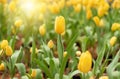 Colorful Tulip Group Yellow flower tulip illuminated by sunlight. Smooth focus, colorful tulip picture background Royalty Free Stock Photo