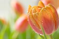 Colorful Tulip Macro Royalty Free Stock Photo