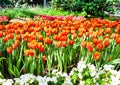 Colorful tulip orange flowers blooming in garden background Royalty Free Stock Photo