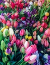 Colorful tulip photo paint effect