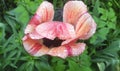 Colorful tulip after the rain Royalty Free Stock Photo