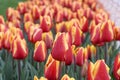 Colorful tulip,red tulip, yellow tulip, tulip time, spring background, flower background Royalty Free Stock Photo