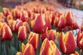 Colorful tulip,red tulip, yellow tulip, tulip time, spring background, flower background Royalty Free Stock Photo