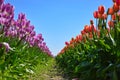 Colorful Tulip Row Royalty Free Stock Photo