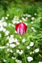 Colorful tulip surrounded by white violets flowers