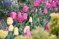 Colorful tulip, tulip time, spring background Royalty Free Stock Photo