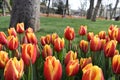 Colorful tulip,yellow and red tulip, tulip time, spring background Royalty Free Stock Photo