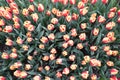 Colorful tulip,yellow and red tulip, tulip time, spring background Royalty Free Stock Photo