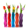 Colorful tulips