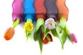 Colorful tulips Royalty Free Stock Photo