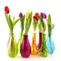 Colorful tulips Royalty Free Stock Photo