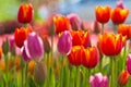 Colorful Tulips Royalty Free Stock Photo