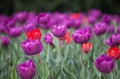 Colorful Tulips