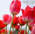 Colorful Tulips