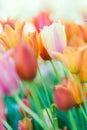 Colorful tulips Royalty Free Stock Photo