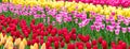 Colorful tulips from Amsterdam