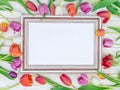 Colorful tulips around wooden frame in spring sunlights