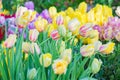 Colorful tulips background