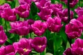 Colorful tulips. Beautiful spring flowers. Spring landscape