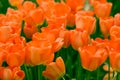 Colorful tulips. Beautiful spring flowers. Spring landscape