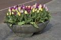 The colorful tulips at Bloemenmarkt - floating flower market on Singel Canal. Amsterdam. Netherlands