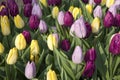 colorful tulips at Bloemenmarkt - floating flower market on Singel Canal. Amsterdam. Netherlands