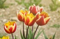 Colorful tulips bloom in fields on spring time at sunset