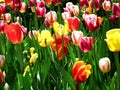 Colorful flowers and tulips