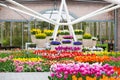 Colorful tulips blossom in dutch spring garden Keukenhof, Lisse, Netherlands Royalty Free Stock Photo