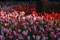 Colorful tulips blossom in a garden