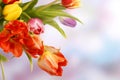 Colorful tulips on blue violet background Royalty Free Stock Photo