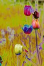 Colorful Tulips