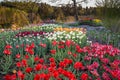 Colorful tulips in Botanical garden at Milde, Bergen Royalty Free Stock Photo