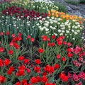 Colorful tulips in Botanical garden at Milde Royalty Free Stock Photo