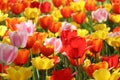 Colorful tulips in a botanical garden