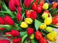 Colorful tulips bouquet macro - red and yellow Royalty Free Stock Photo