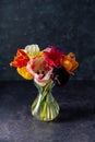 Colorful tulips in a bouquet with pink, red, yellow flowers in a vase. Royalty Free Stock Photo