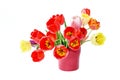 Colorful tulips bouquet in red vase. Isolated over white background. Holiday concept. Royalty Free Stock Photo