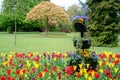 Colorful Tulips at Cannon Hill Park