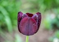 Close-up of dark purple tulip flower with blurred background, spring wallpaper, selective focus - tulips with water drops, rain