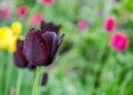 Close-up of dark purple tulip flower with blurred background, spring wallpaper, selective focus - tulips with water drops, rain