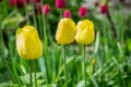 Close-up of yellow tulip flower with blurred background, spring wallpaper, selective focus, colorful tulips field with water drops Royalty Free Stock Photo