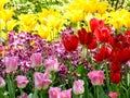 Colorful tulips