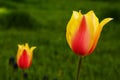 Colorful Tulips Royalty Free Stock Photo