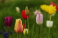 Colorful Tulips