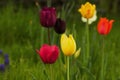 Colorful Tulips