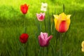 Colorful Tulips